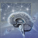 Brain