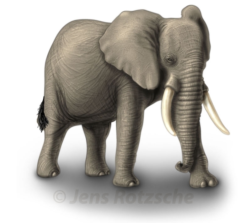 Elephant