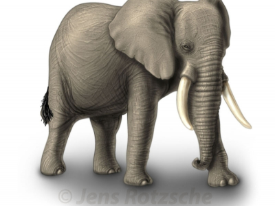 Elephant