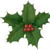 Ilex-leaves