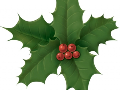 Ilex-leaves