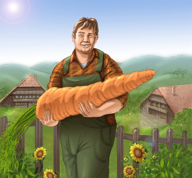 Karottenbauer