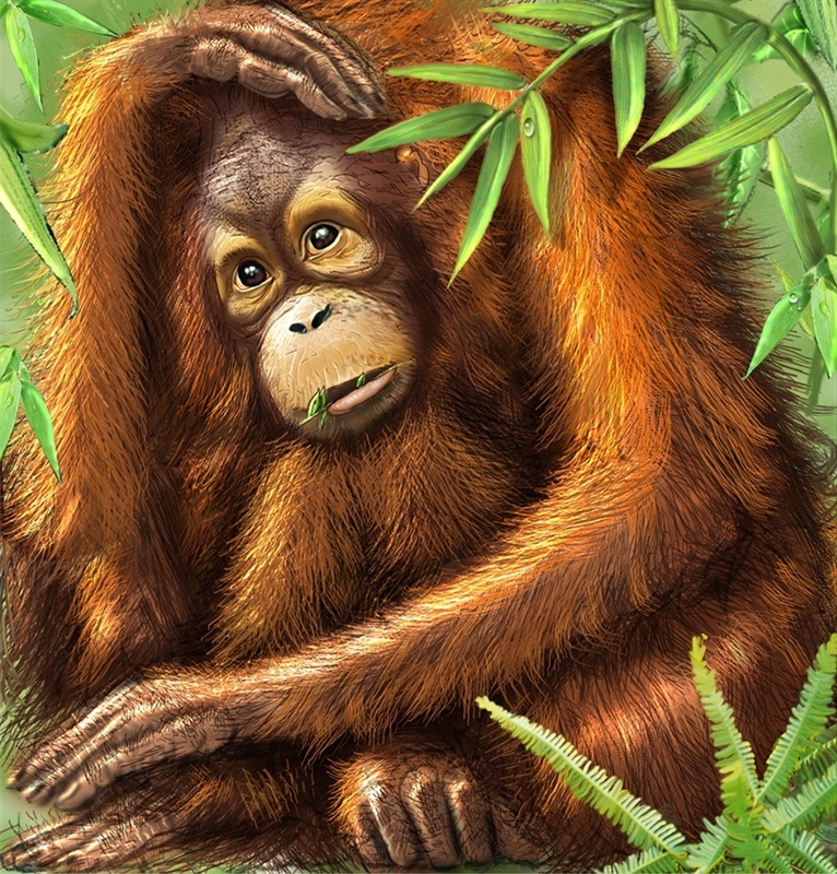 Orang utan