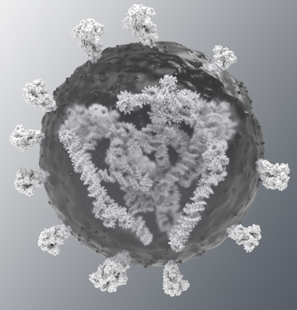 Medizinische 3D Animationen Immunsytem für Pfizer